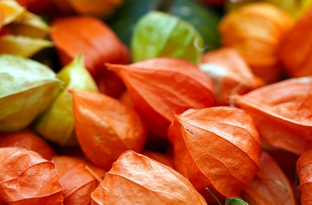 अश्वगंधा ashwagandha in hindi