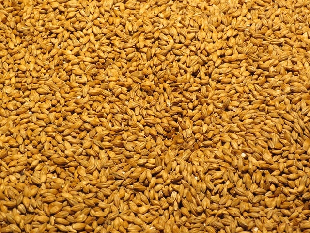 Barley (Jau) ke Fayde aur Nuksan in Hindi जौ 