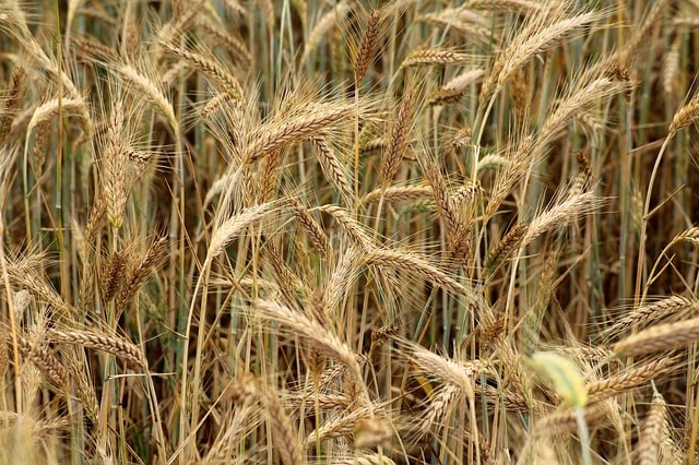 जौ खाने के फायदे और नुकसान barley in hindi