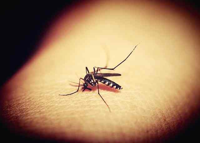 मलेरिया-के-लक्षण-दवा-इलाज-malaria-in-hindi