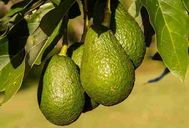 एवोकाडो-फल-avocado-fruit-in-hindi