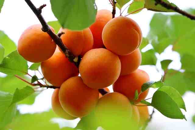 खुबानी-के-फायदे-apricot-khubani-fruit-benefits-in-hindi