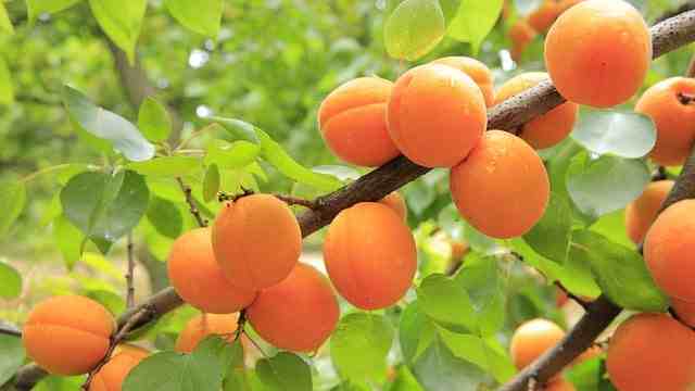 खुबानी-फल-apricot-fruit-in-hindi