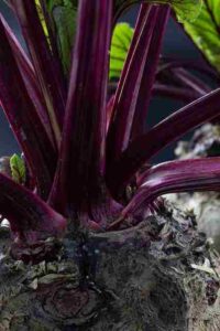 चुकंदर खाने के फायदे व नुकसान Chukandar (Beetroot) in Hindi - आरोग्यवेद