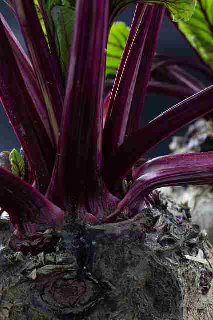 चुकंदर-खाने-के-फायदे-chukandar-beetroot-khane-ke-fayde-in-hindi
