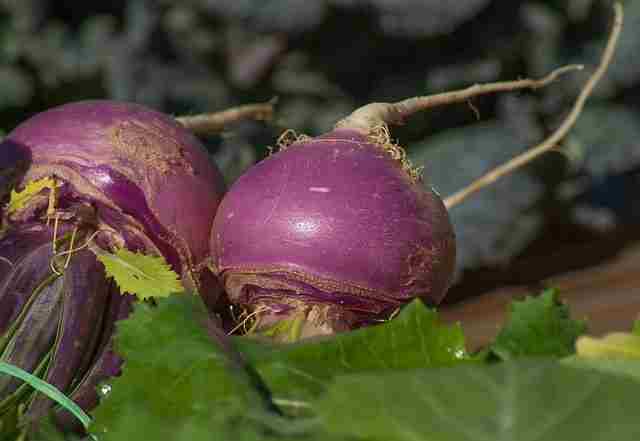 शलजम-शलगम-खाने-के-फायदे-turnip-shalgam-khane-ke-fayde-in-hindi