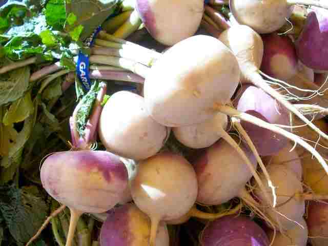 शलजम-शलगम--turnip-shalgam-in-hindi