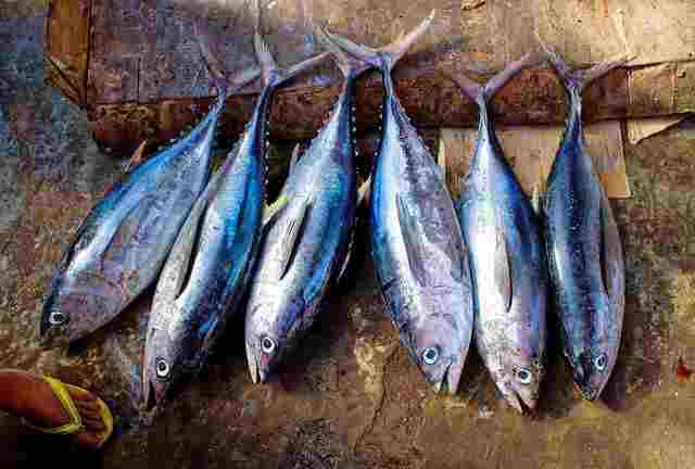 tuna-fish-vitamin-d-rich-foods-in-hindi